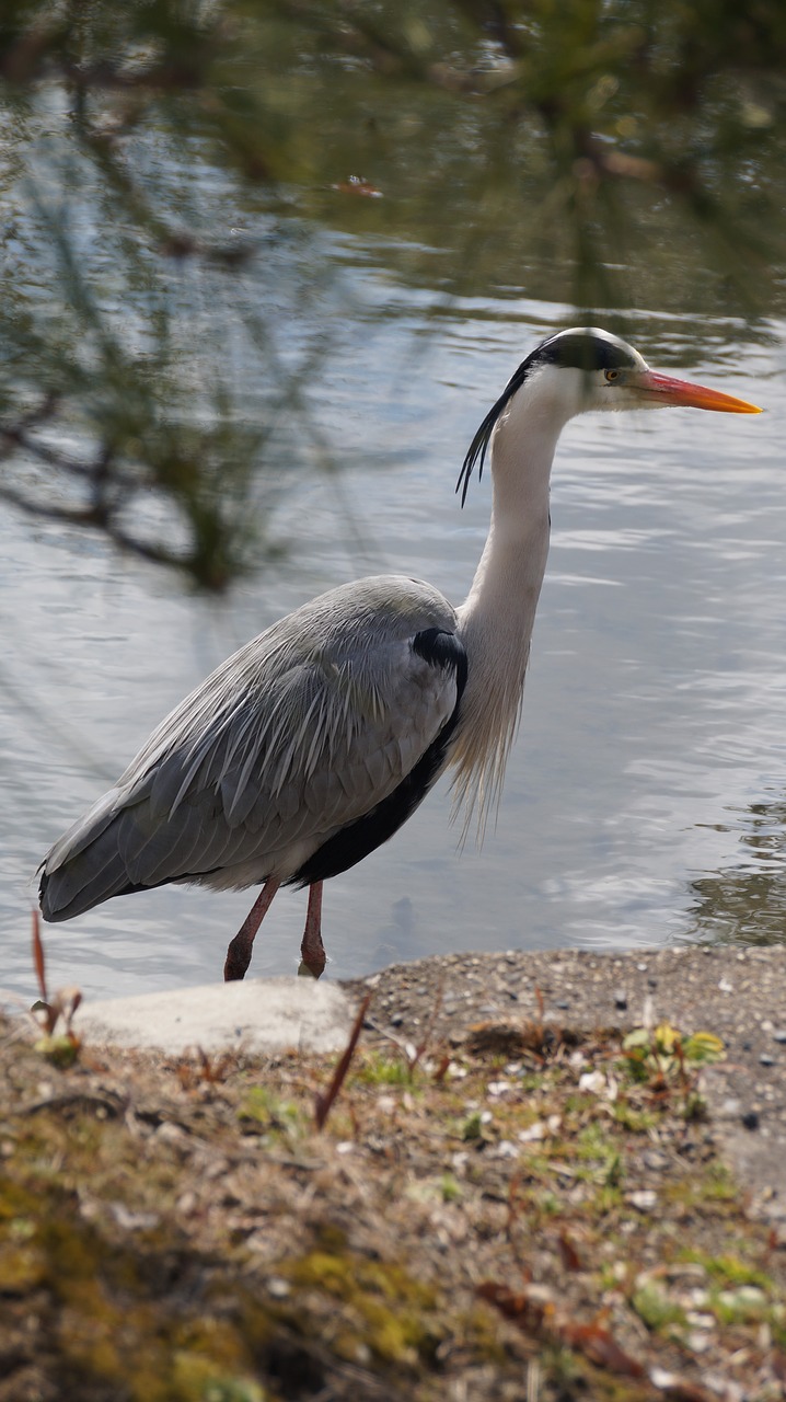 heron japan park free photo