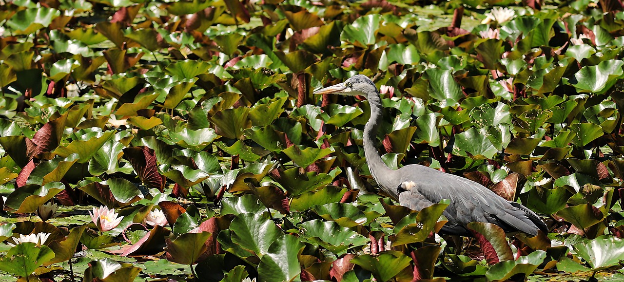 heron water lilies lily pond free photo