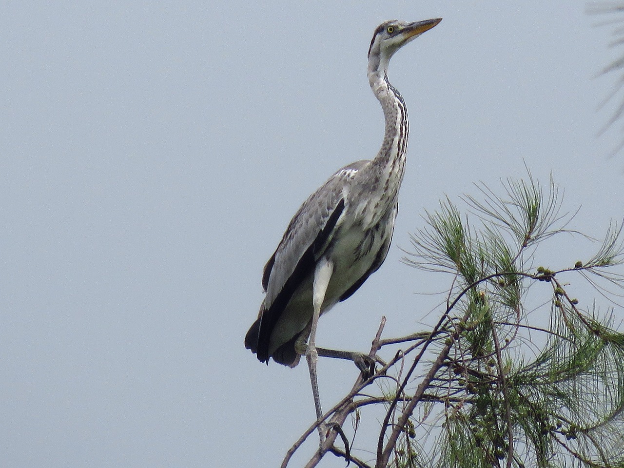 heron grey heron bird free photo