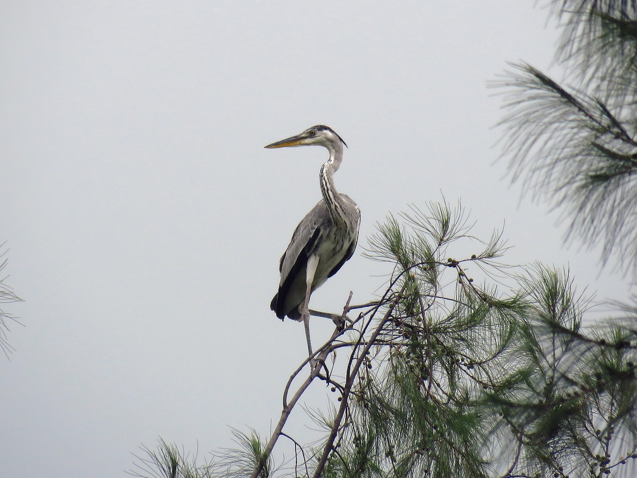 heron grey heron bird free photo