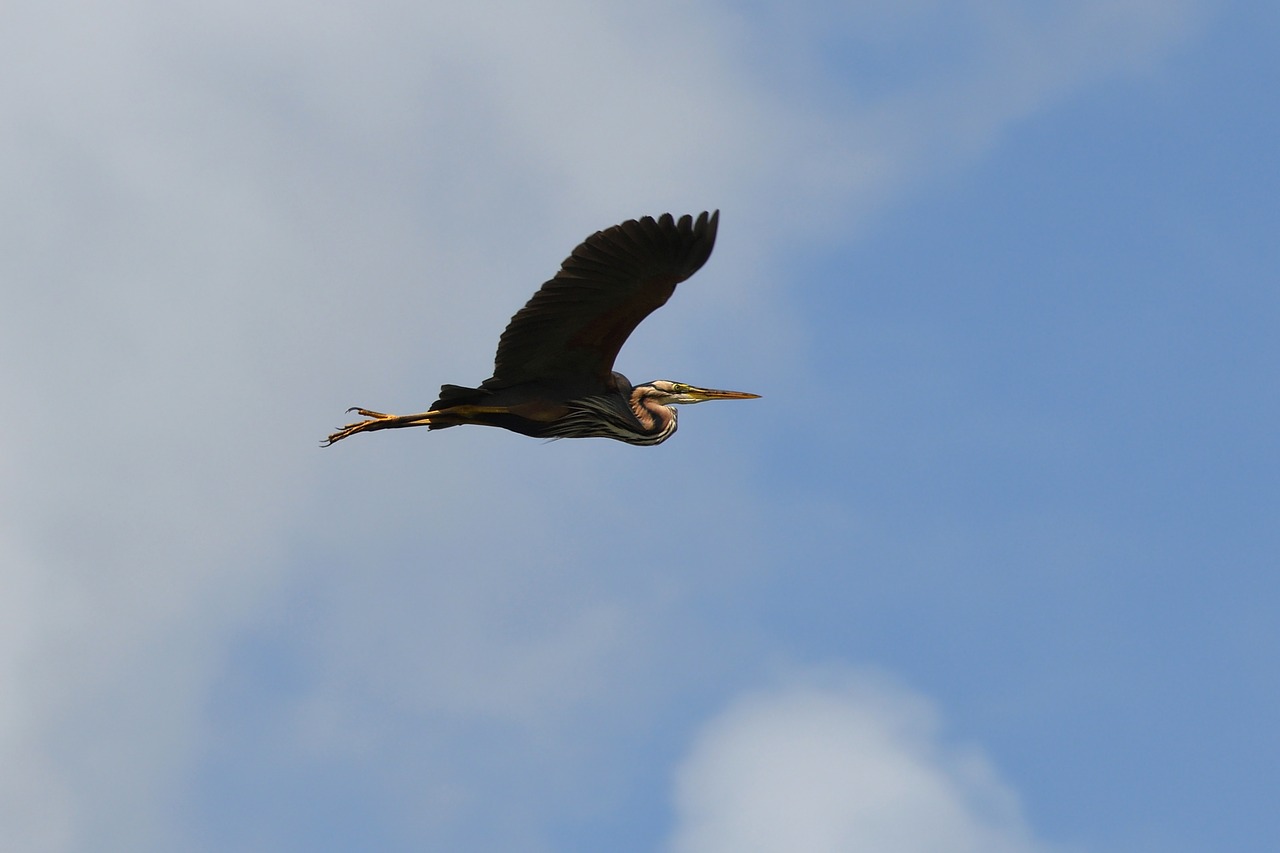 heron flight bird free photo