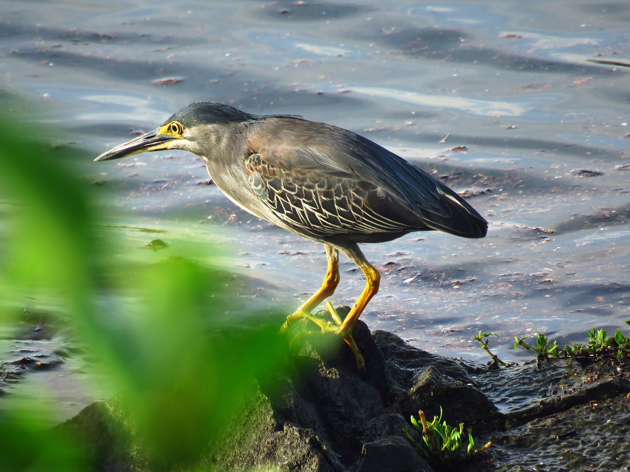 heron bird river free photo