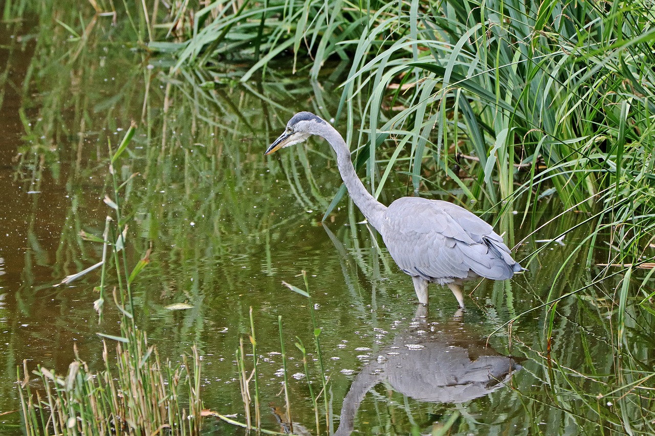 heron grey heron bird free photo