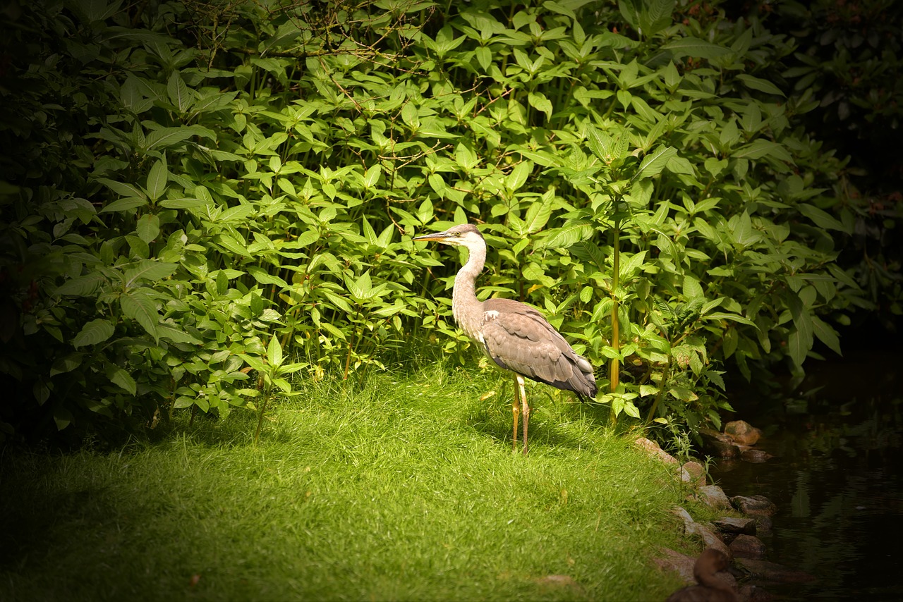 heron water bird nature free photo