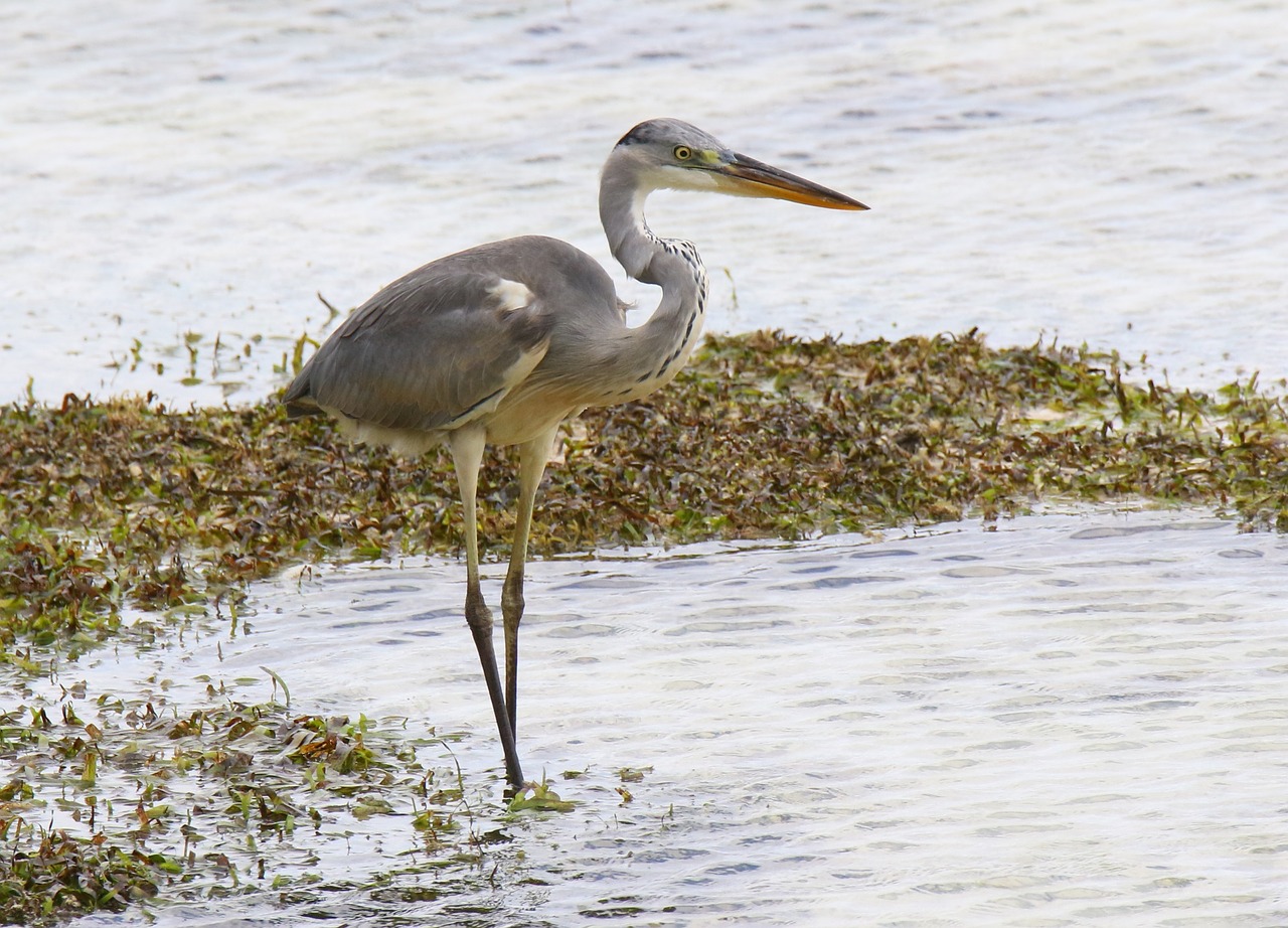 heron nature birds free photo