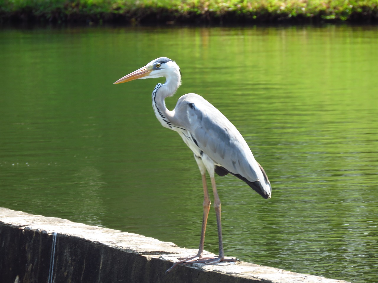 heron bird river free photo