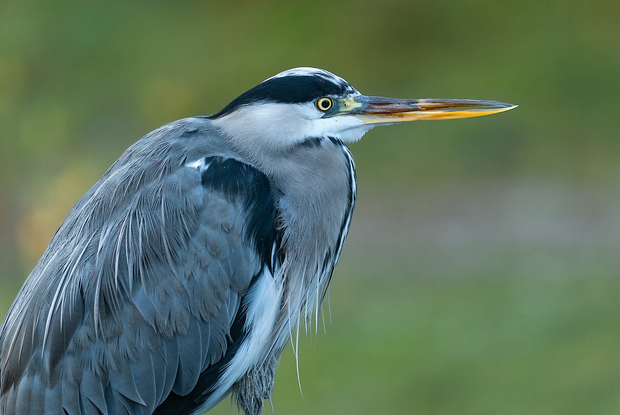 heron bird grey heron free photo