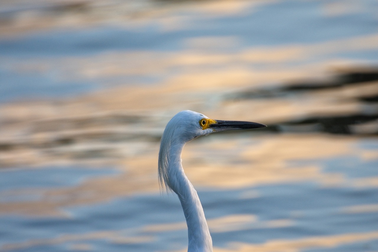 heron bird tropical birds free photo