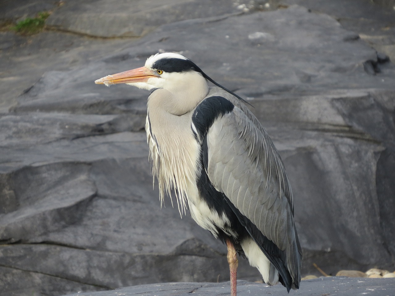 heron bird blue heron free photo