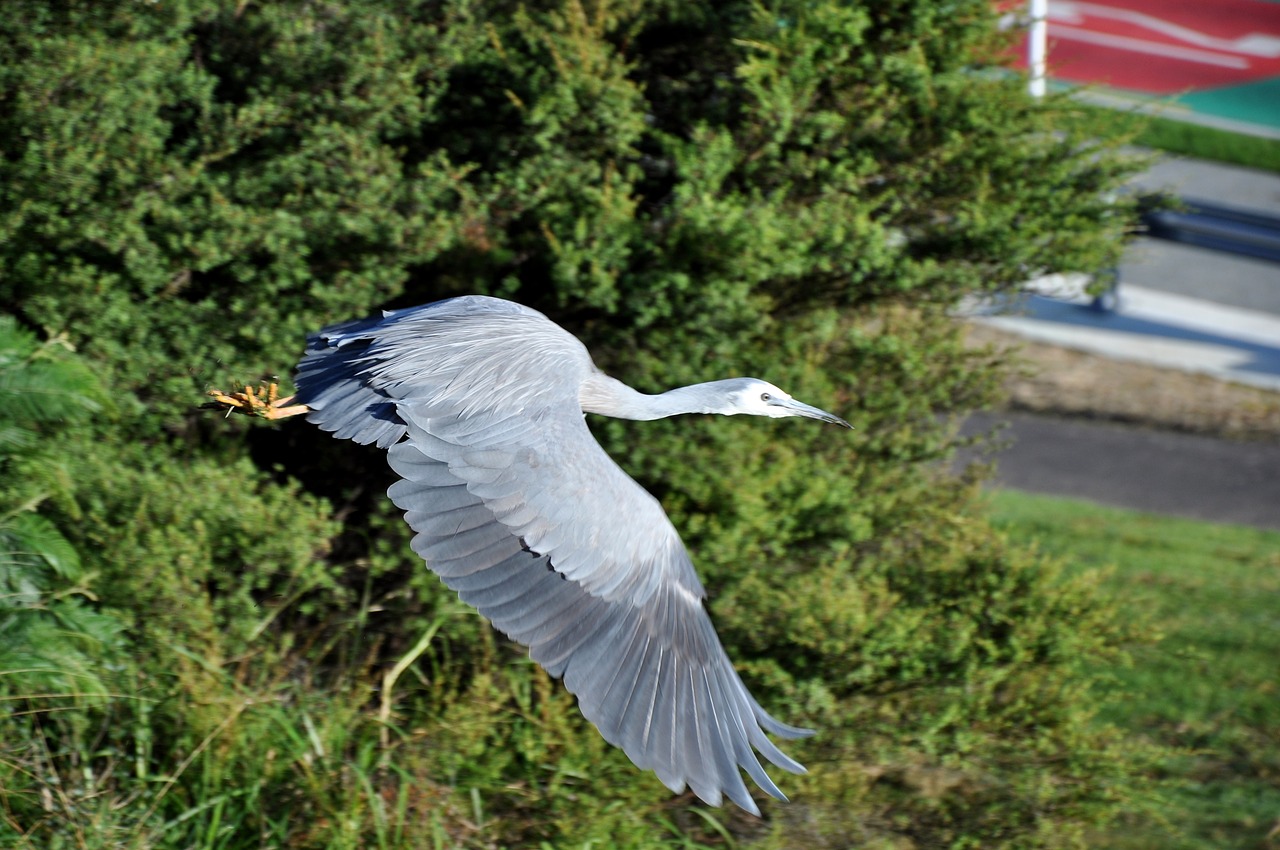 heron white faced inflight free photo