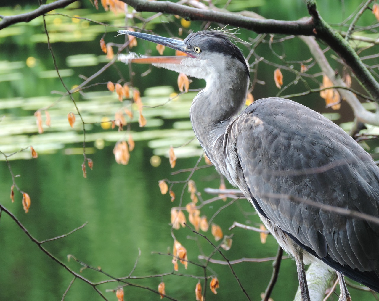 heron bird animal free photo