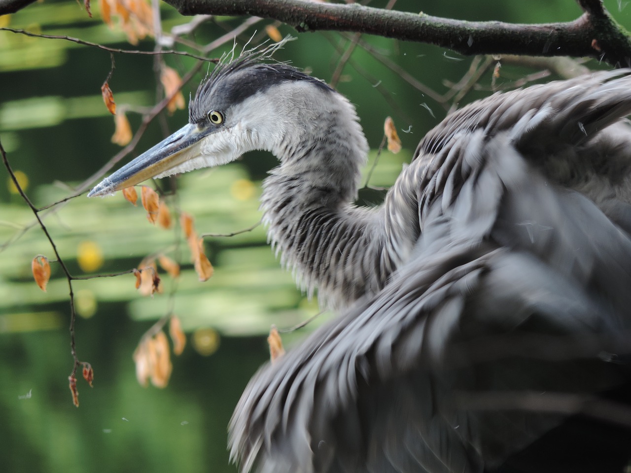 heron bird animal free photo