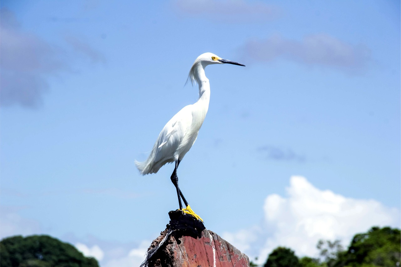 heron white bird free photo