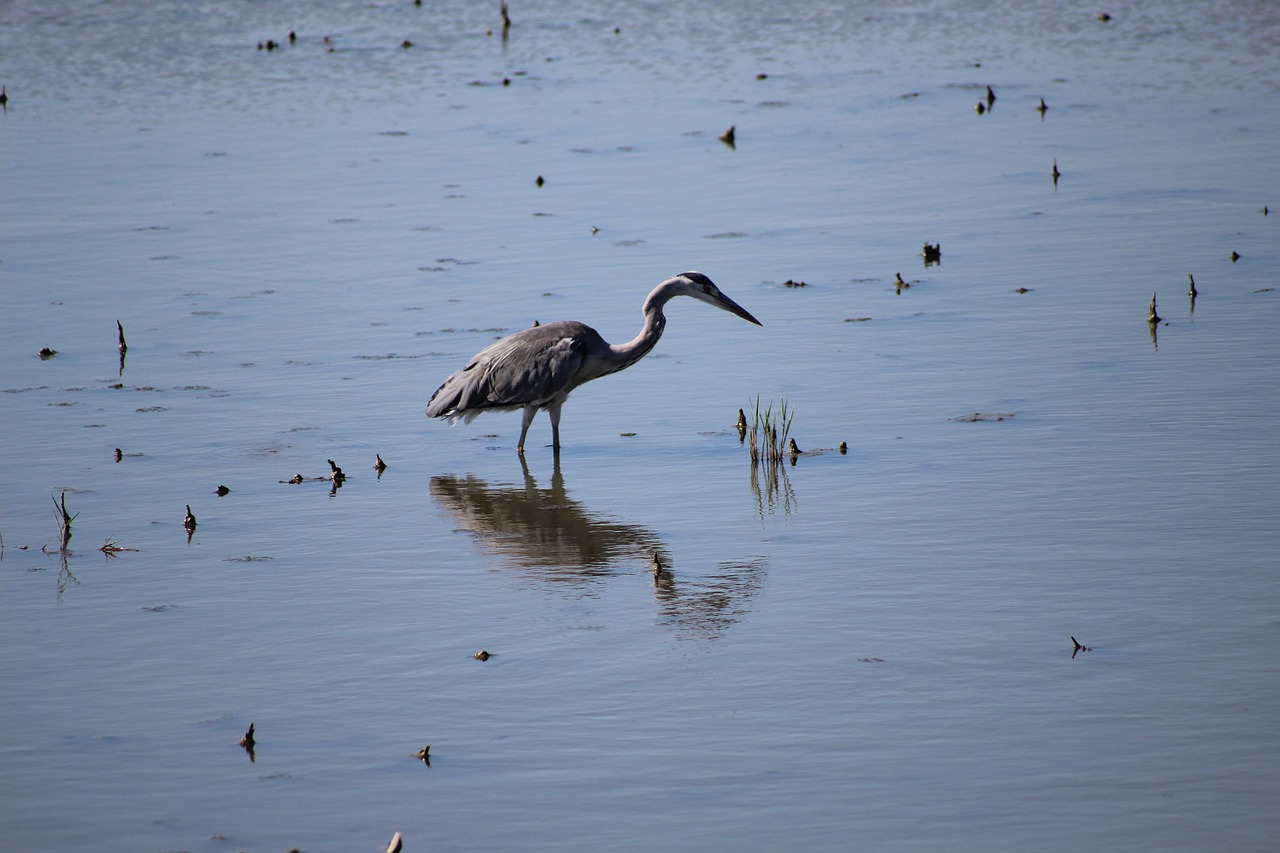 heron ornithology pond free photo