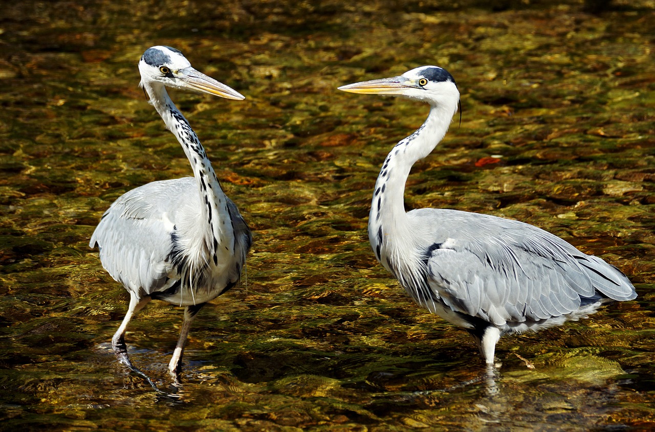 heron bird nature free photo