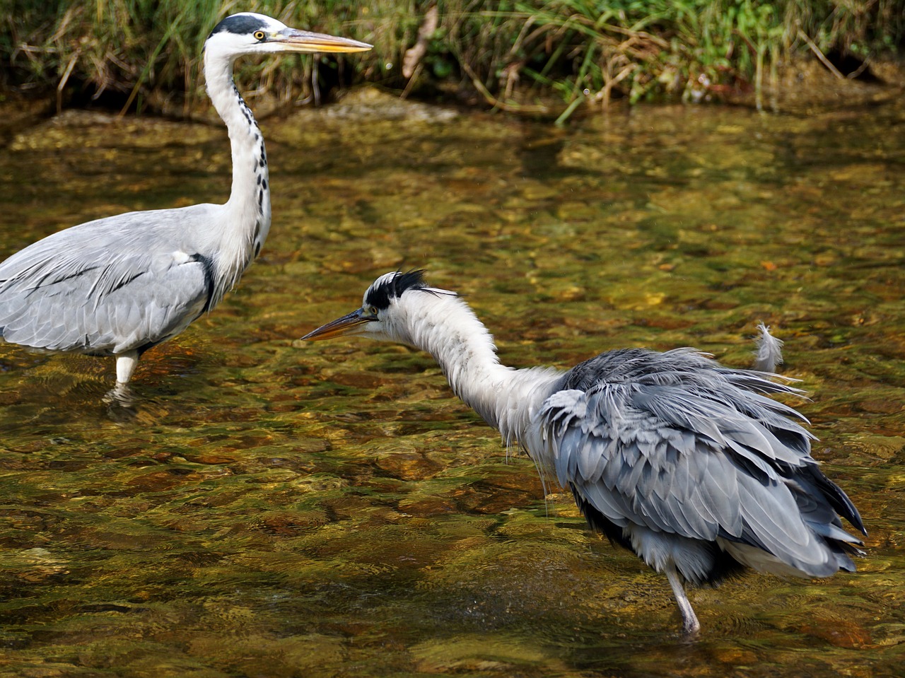 heron bird nature free photo