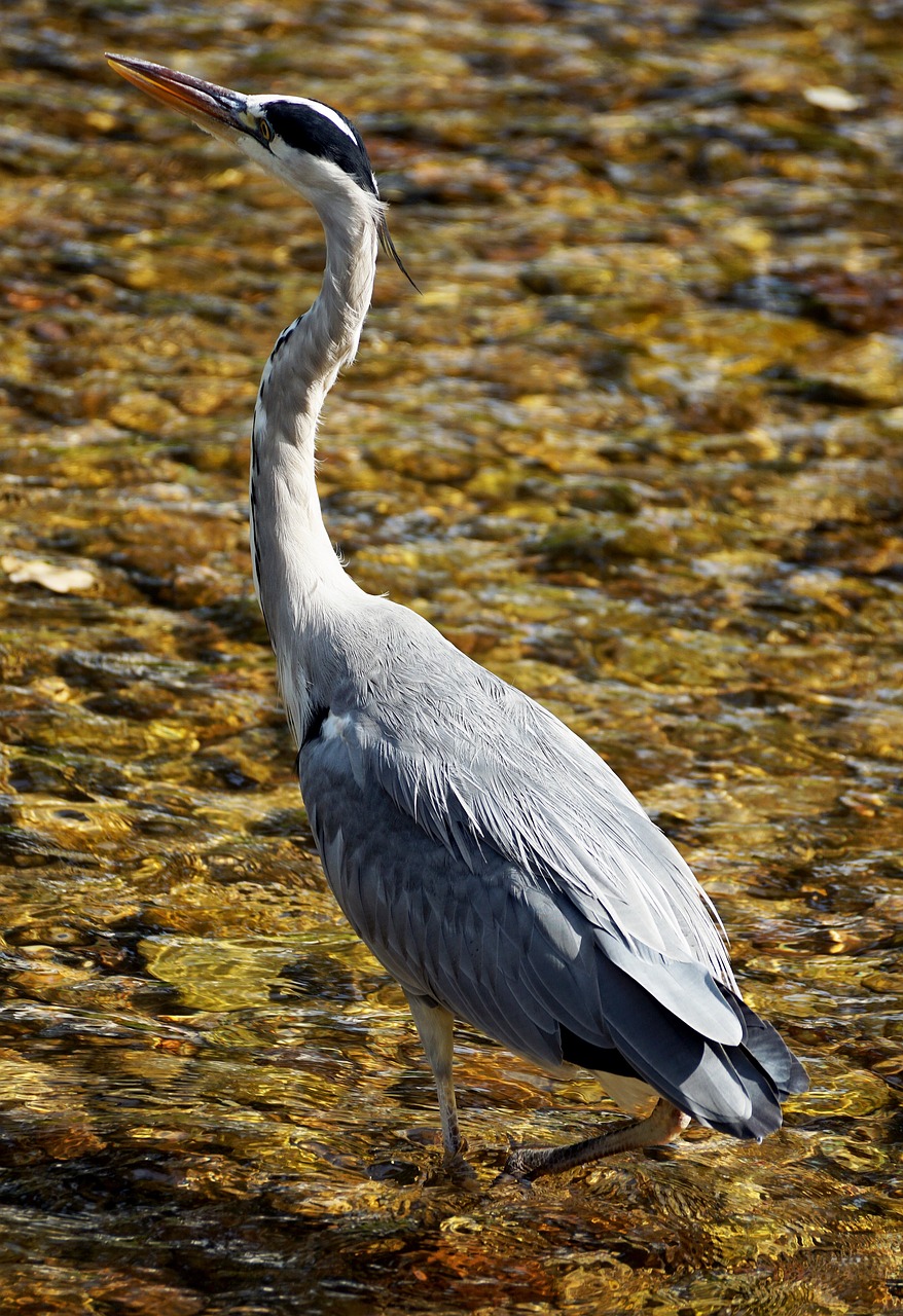 heron bird nature free photo