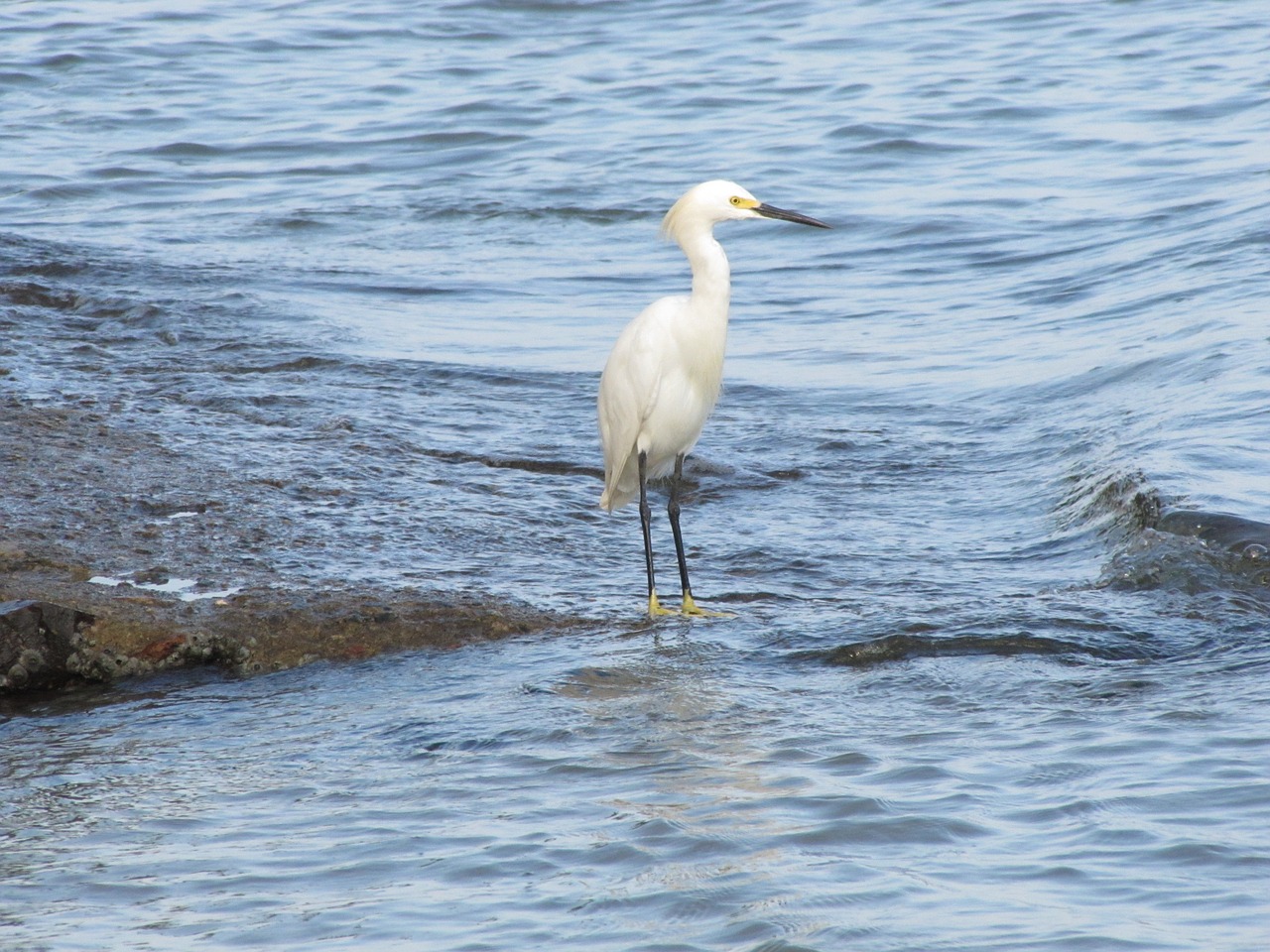 heron bird tropical birds free photo