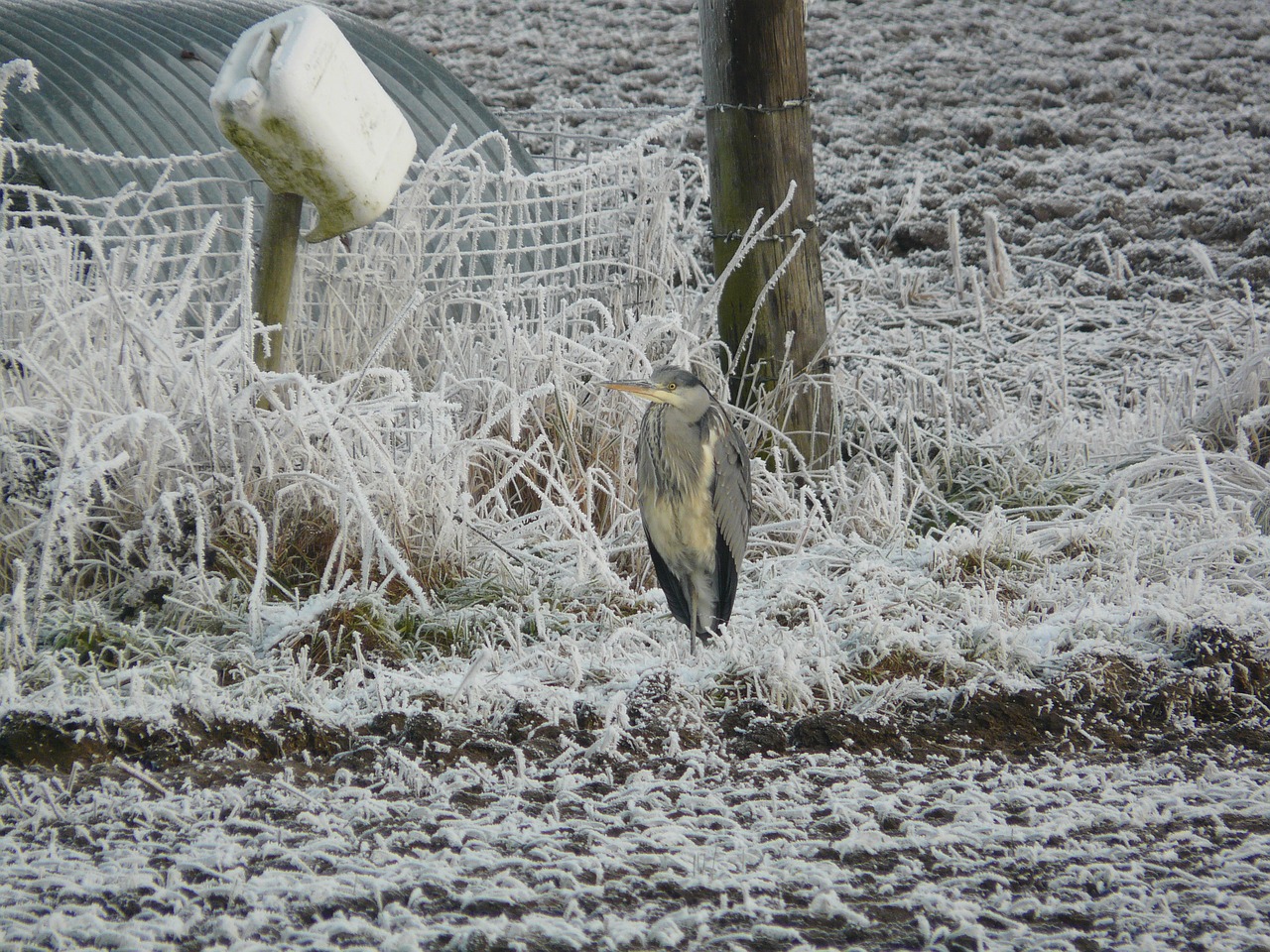 heron cold winter free photo