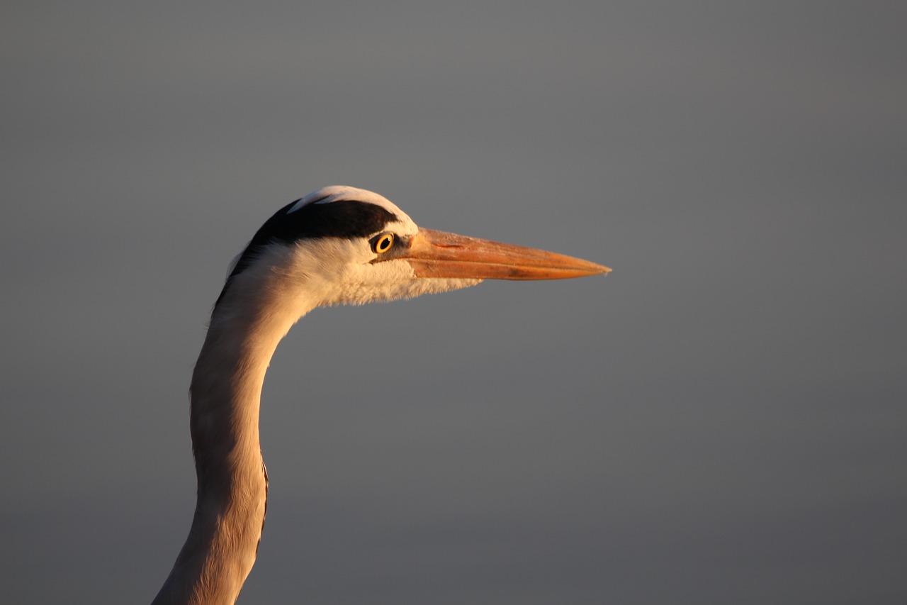 heron bird nature free photo