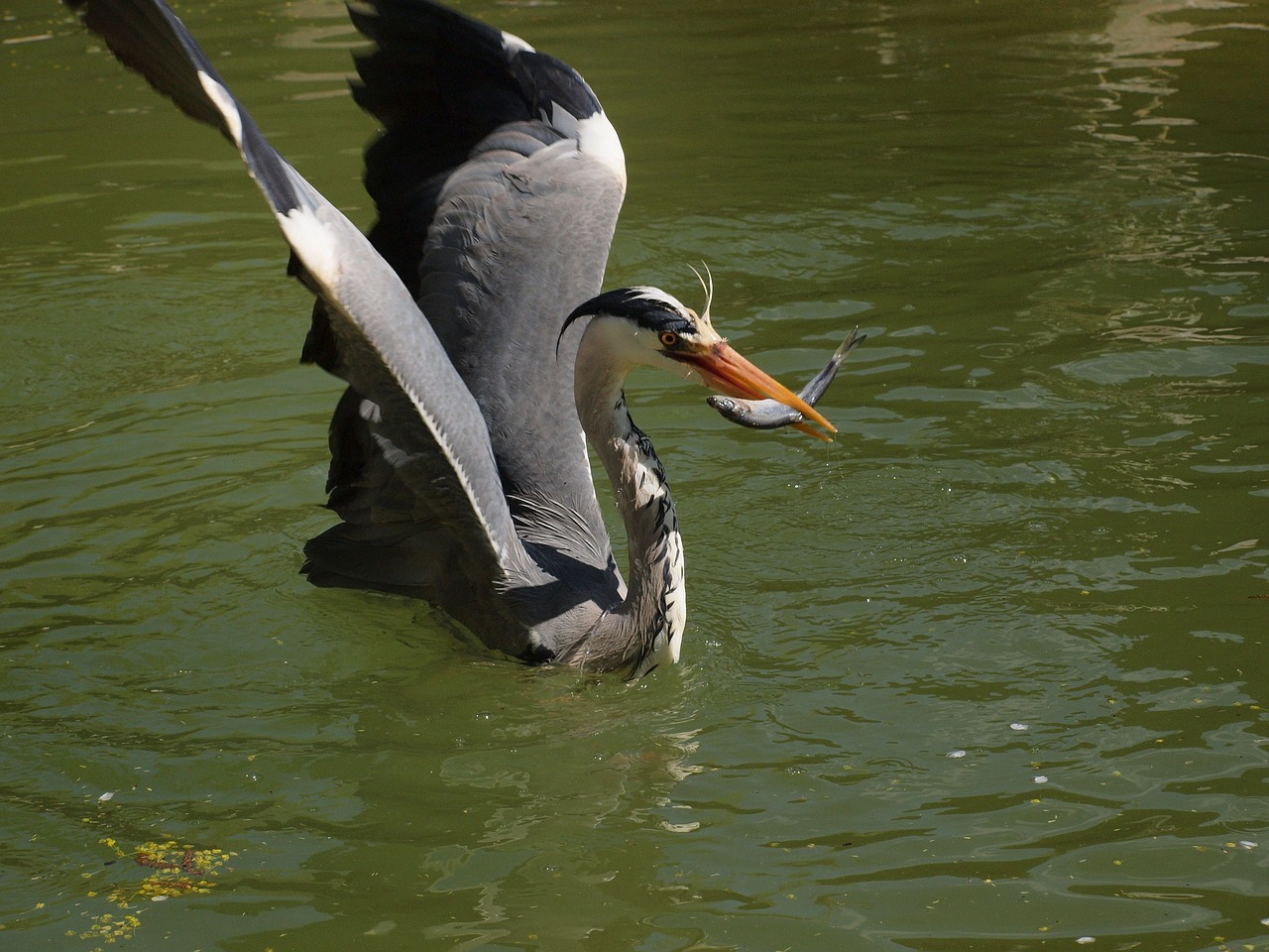 heron with prey free photo