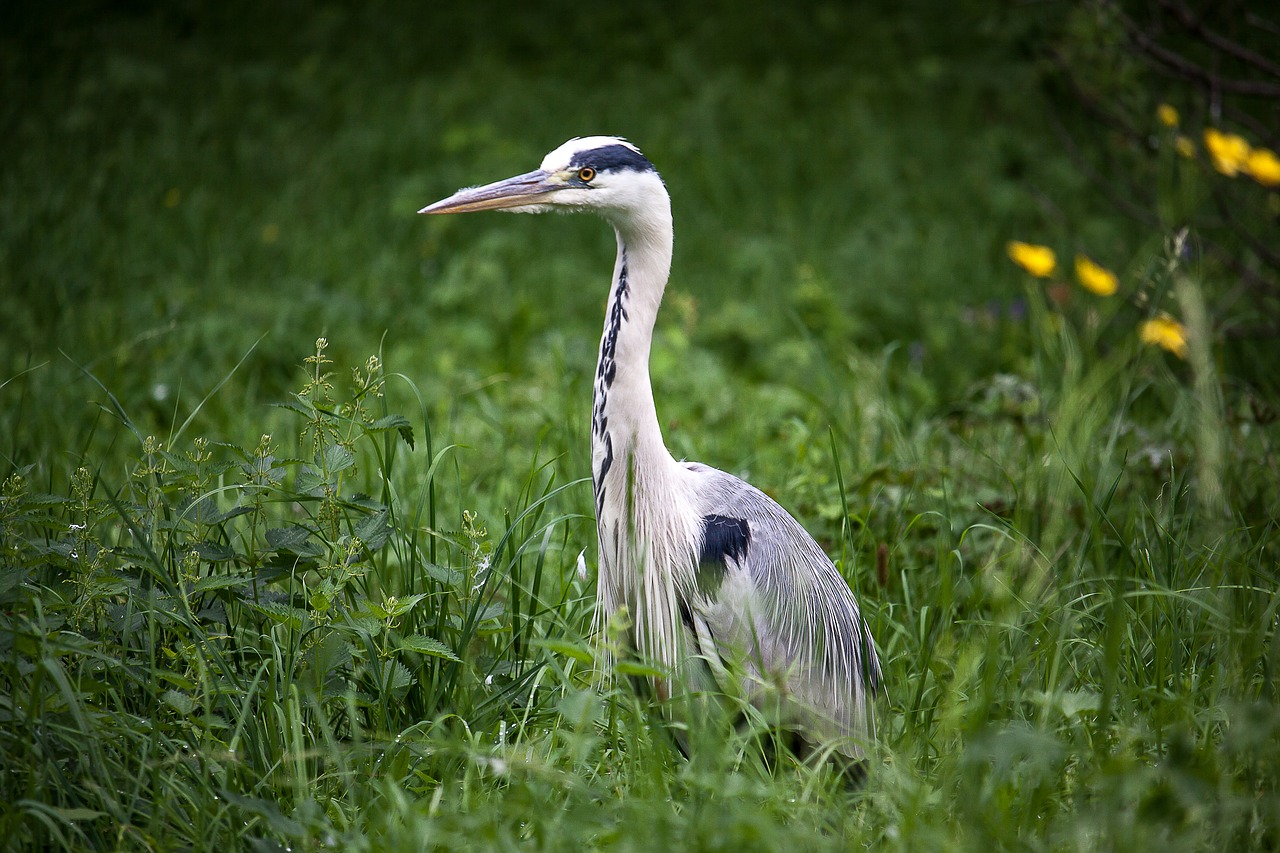 heron grey heron bird free photo