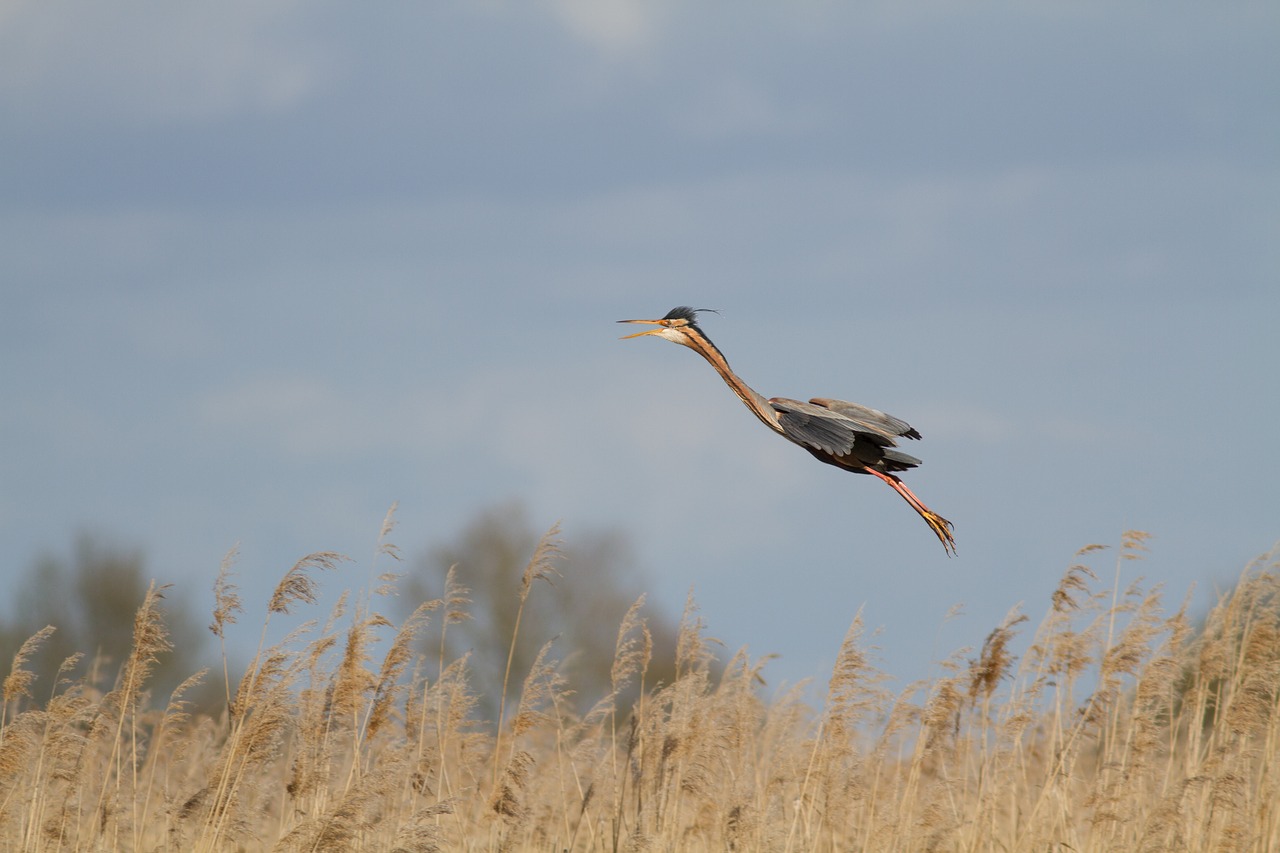 heron purple flight free photo