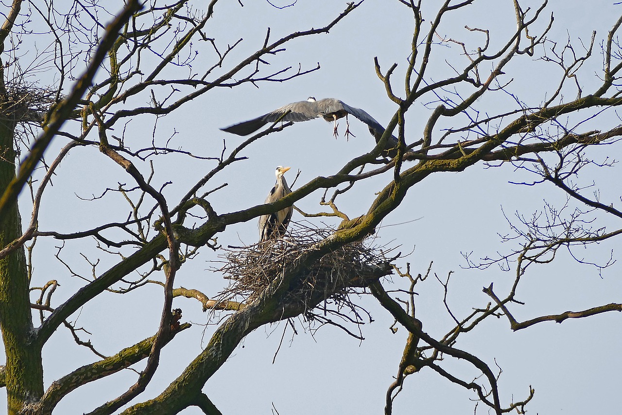 heron nature branch free photo