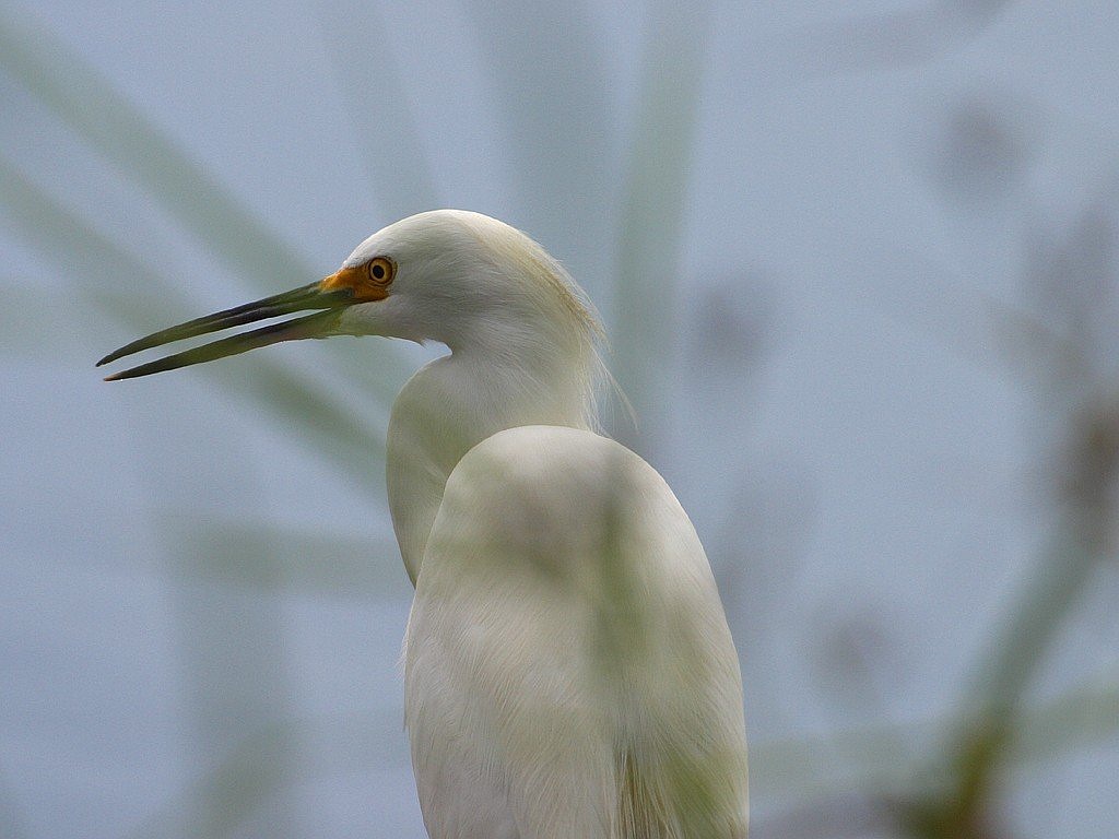heron white bill free photo