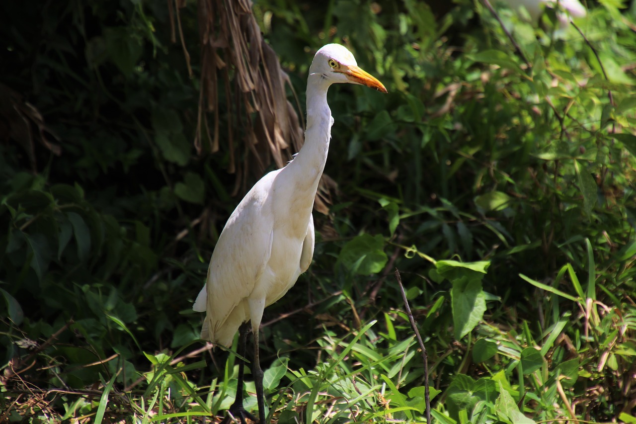 heron bird exotic free photo