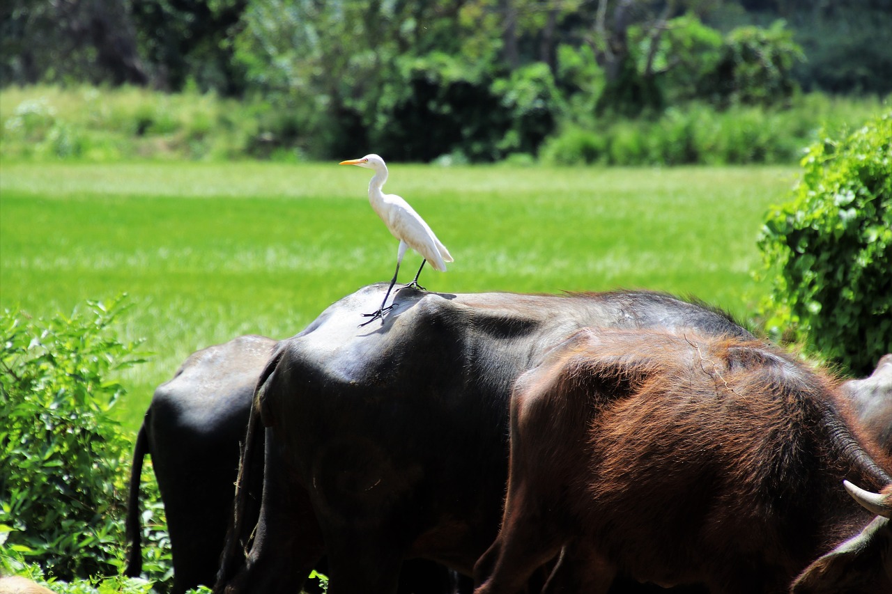 heron nature grass free photo