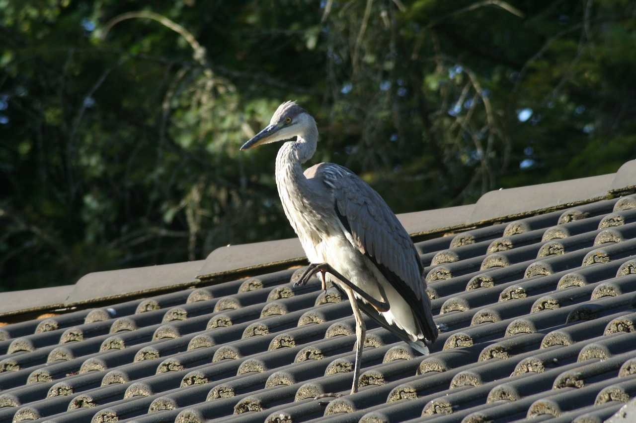 heron bird free pictures free photo