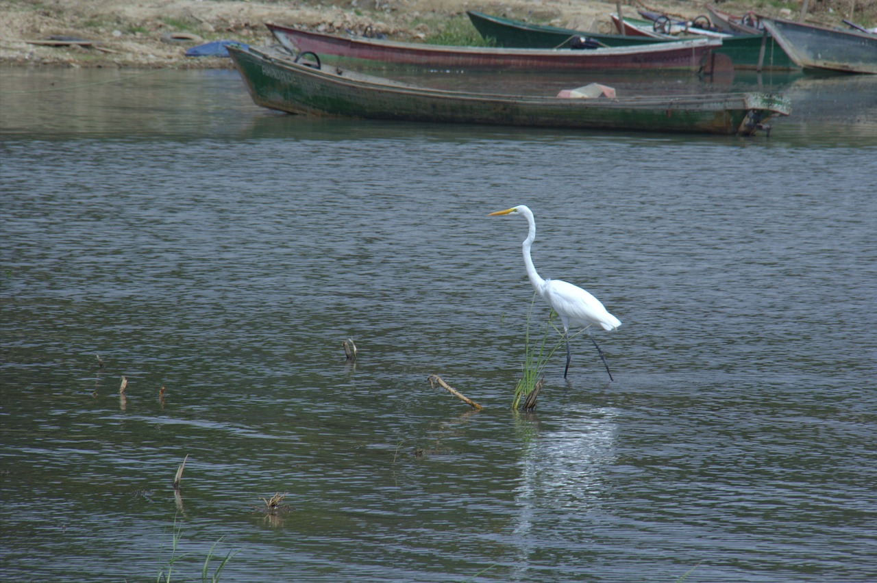 heron  bird  nature free photo