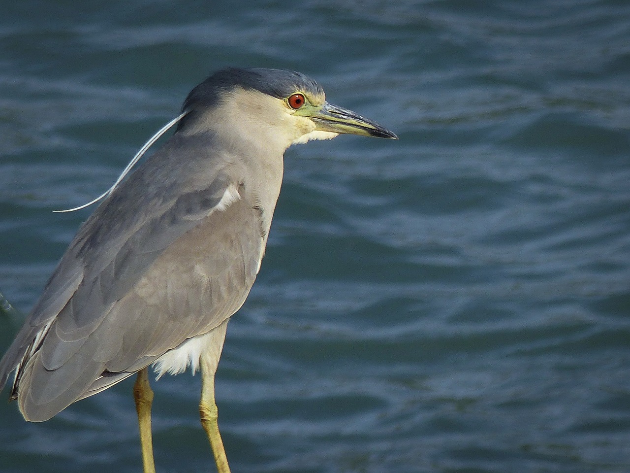 heron  animals  nature free photo