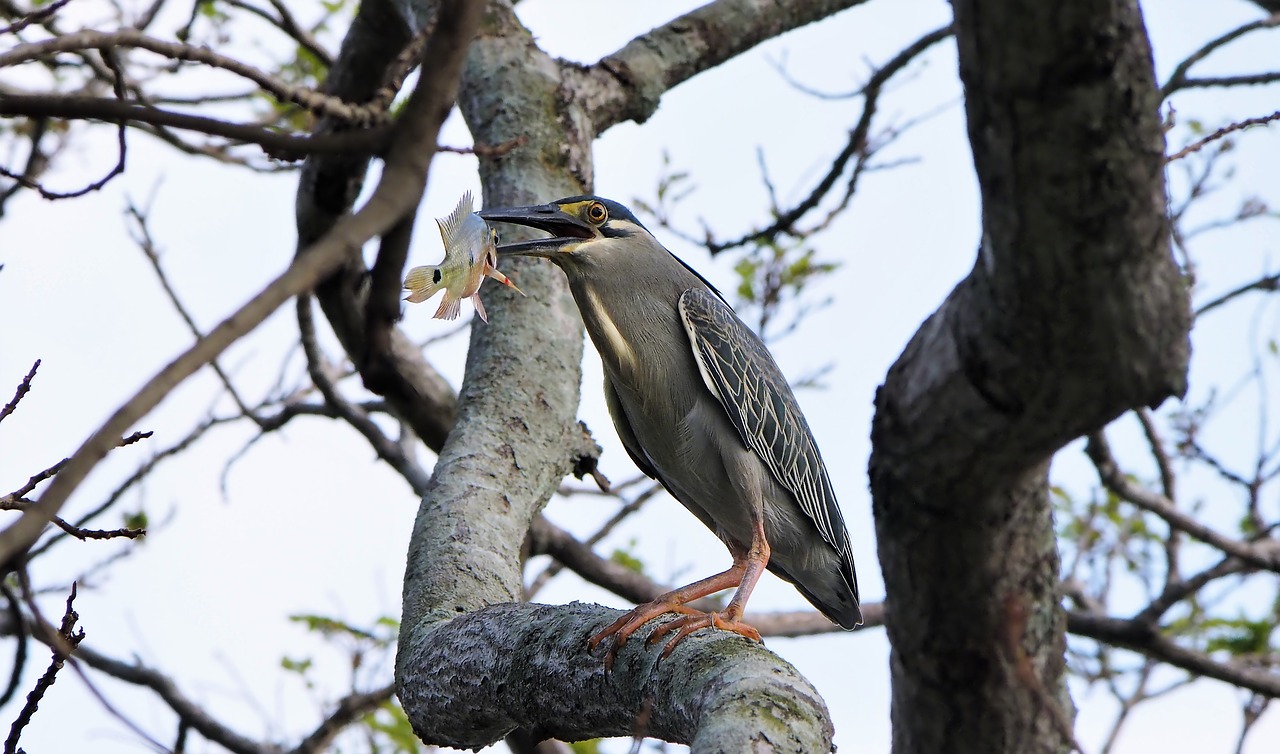 heron  wild  wildlife free photo