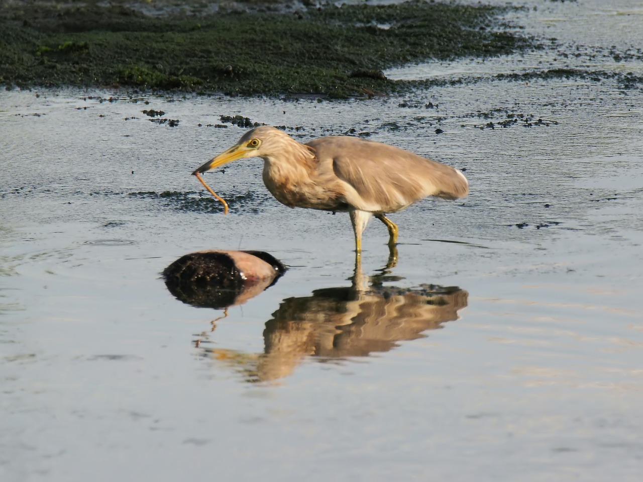 heron  bird  wild free photo