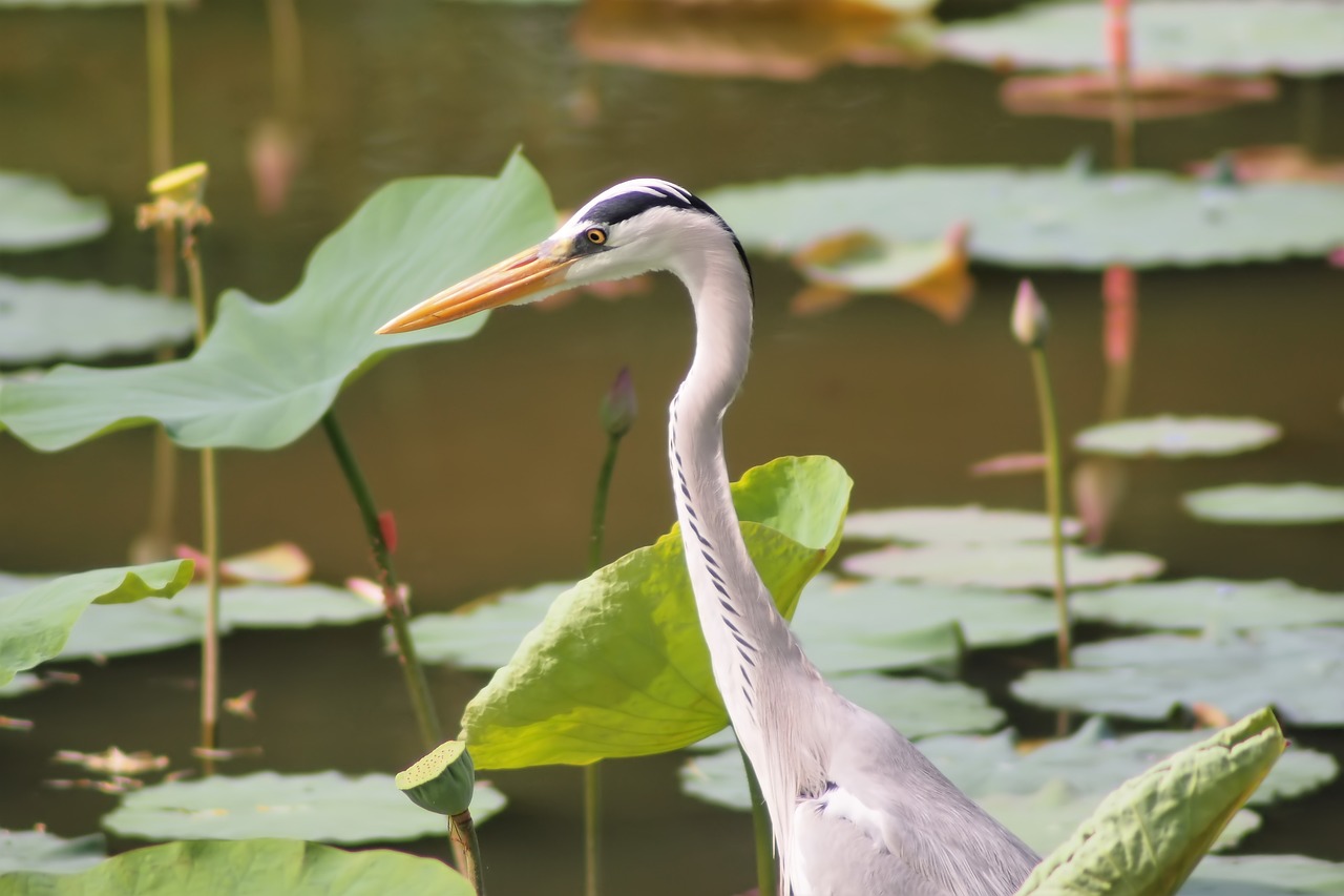 heron  bird  wild free photo