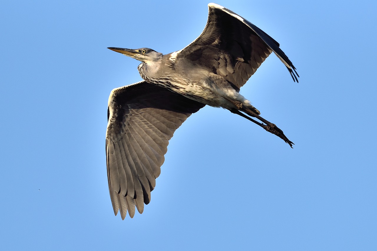 heron  blue sky  feathers free photo