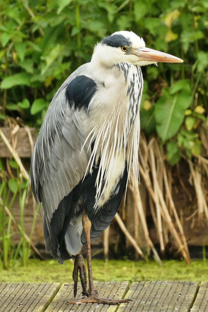 heron  nature  blue heron free photo