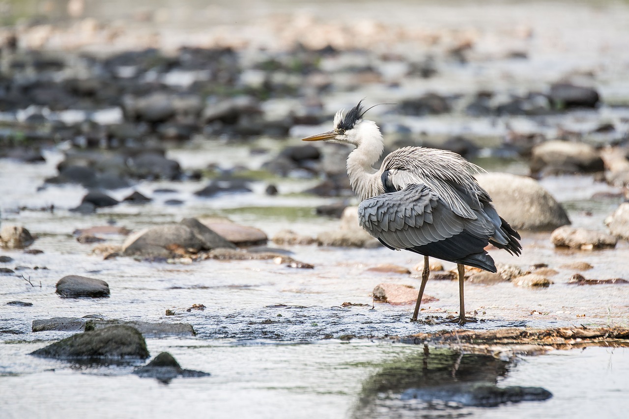 heron  grey heron  baden baden free photo