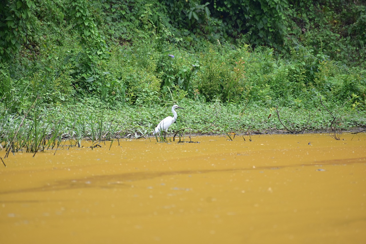 heron  white bird  bird free photo