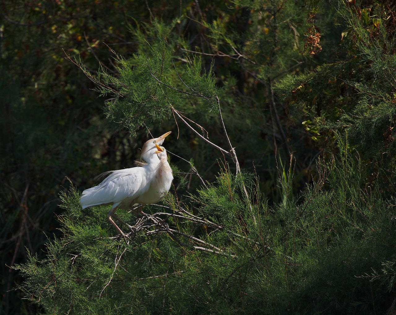 heron  guard beef  camargue free photo