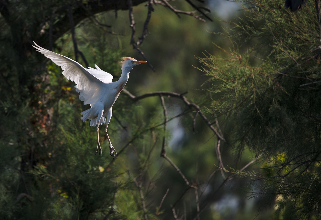 heron  guard beef  camargue free photo