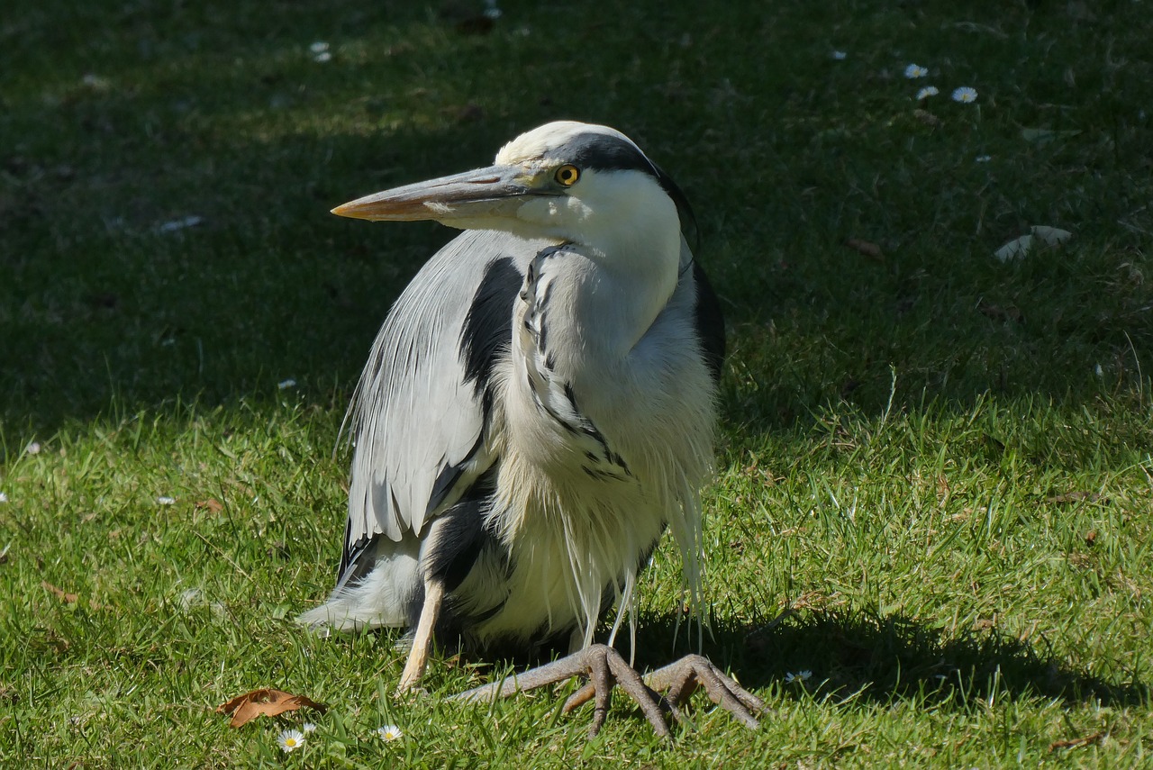 heron  spring  waterfront free photo