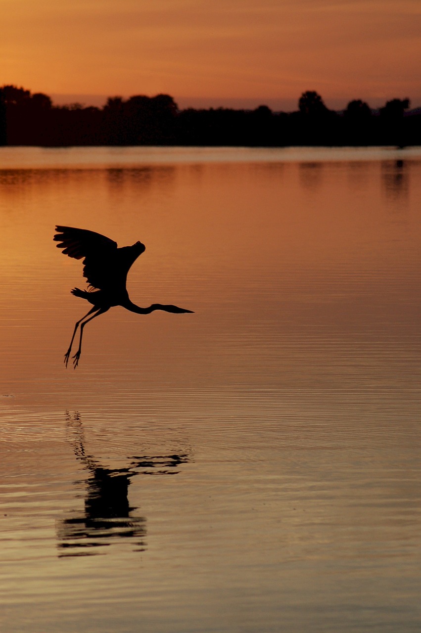heron  sunset  great free photo