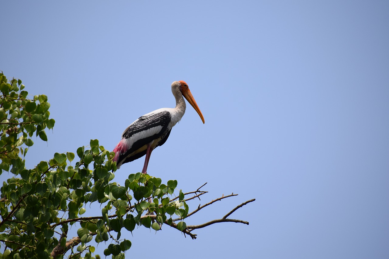 heron  bird  egrets free photo