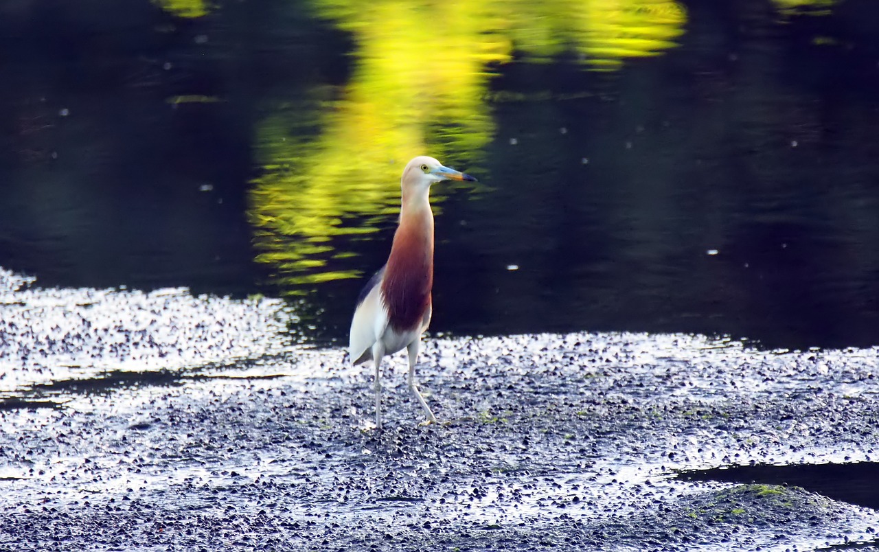 heron  wild  wildlife free photo