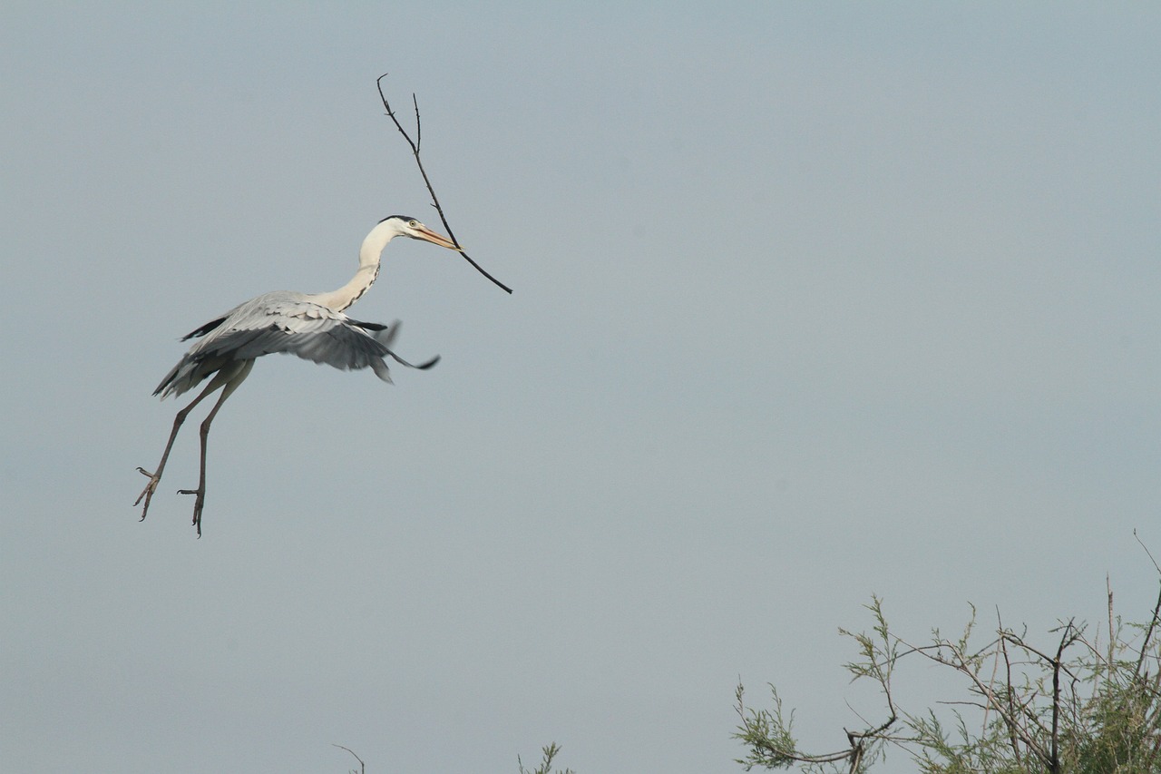 heron  sky  birds free photo