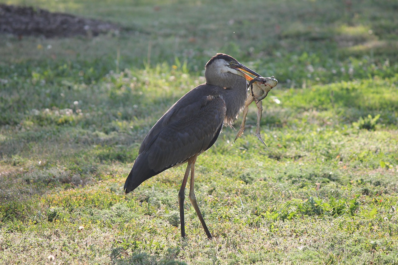 heron  bullfrog  blue heron free photo