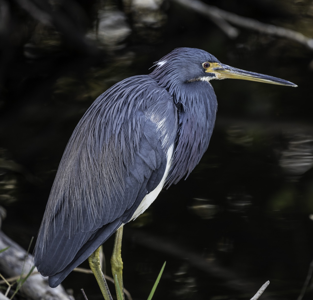 heron  tri colored heron  bird free photo